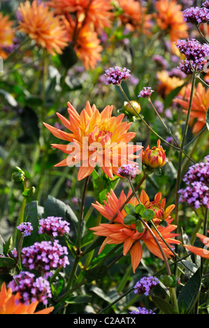 Le dahlia (Dahlia décoratif karma naomi) et purpletop verveine (Verbena bonariensis) Banque D'Images