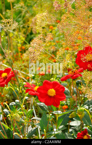 Le dahlia (Dahlia rotkäppchen) et de l'aneth (Anethum graveolens) Banque D'Images