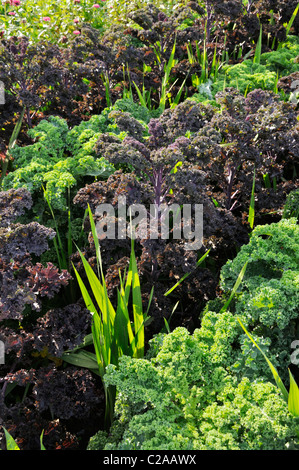 Chou (Brassica oleracea var. sabellica 'Redbor' et Brassica oleracea var. sabellica 'Reflex') Banque D'Images