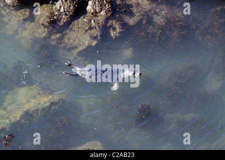 Phoque gris (Halichoerus grypus) Nager dans les eaux claires au bas de la falaise de Strumble Head en Amérique du Pembrokeshire Banque D'Images