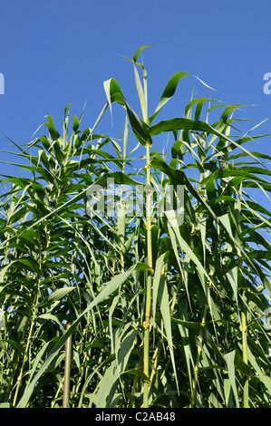 Giant reed (Arundo donax) Banque D'Images