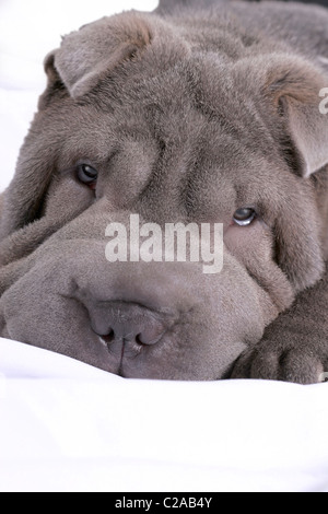 Shar Pei bleu chiot bouder Banque D'Images