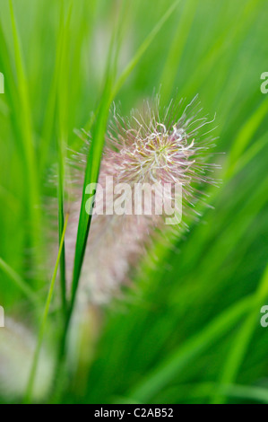 Fontaine naine (herbe pennisetum alopecuroides) Banque D'Images