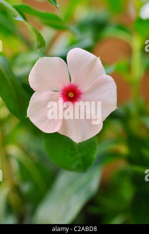 Pervenche de Madagascar (Catharanthus roseus) Banque D'Images