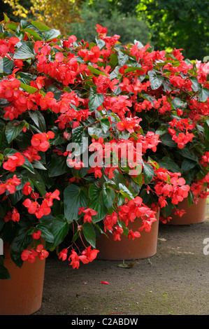 Les bégonias (begonia) bains à remous en fleurs Banque D'Images