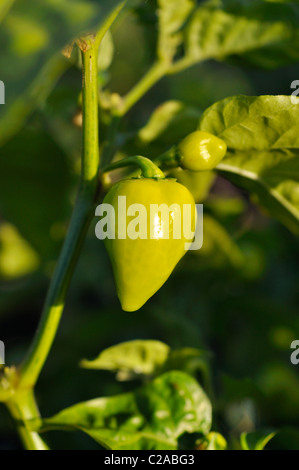 Le habanero (capsicum chinense) Banque D'Images