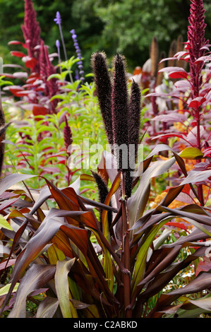 Perl le millet perlé (Pennisetum glaucum 'purple majesty' syn. Pennisetum americanum 'purple majesty') Banque D'Images