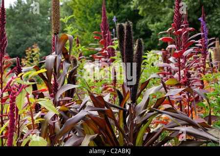 Perl le millet perlé (Pennisetum glaucum 'purple majesty' syn. Pennisetum americanum 'purple majesty') Banque D'Images