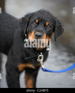 Chiot Rottweiler Banque D'Images