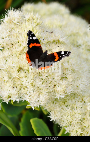 Vulcain (Vanessa atalanta) et l'orpin (sedum) Banque D'Images