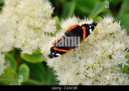 Vulcain (Vanessa atalanta) et l'orpin (sedum) Banque D'Images