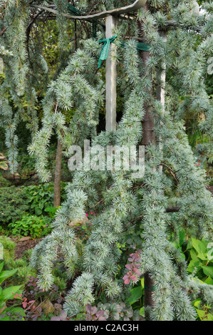 Des pleurs cèdre de l'Himalaya (Cedrus deodara 'pendula') Banque D'Images