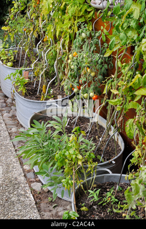 Les tomates (Lycopersicon esculentum) dans les creux d'étain. Design : Marianne et Detlef Lüdke Banque D'Images