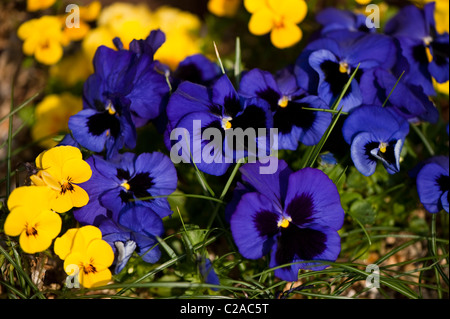 Tache jaune et bleu fleur Altos Banque D'Images