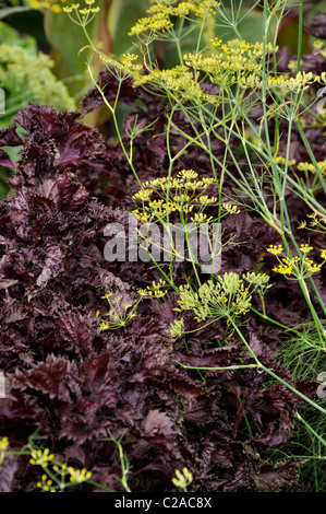 Le fenouil (Foeniculum vulgare) et plante beefsteak (Perilla frutescens var. nankinensis) Banque D'Images