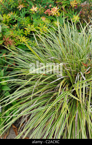 Morrow's (carex morrowii 'aureomarginata') Banque D'Images