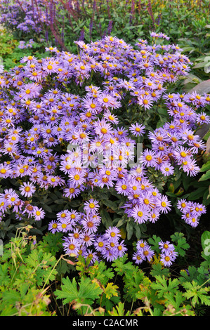 Aster (Aster amellus italien 'glücksfund') Banque D'Images