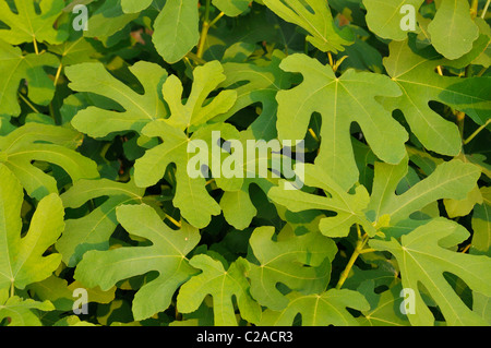 Fig commun (Ficus carica) Banque D'Images