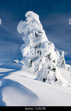 Les Pruches de montagne (Tsuga mertensiana) enscrusted dans la neige et de la glace sur la crête de Kulshan, Heather Meadows Recreation Area North Cascade Banque D'Images