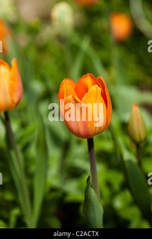 Tulipa 'best-seller', seul Au début, en fleurs tulipes Banque D'Images