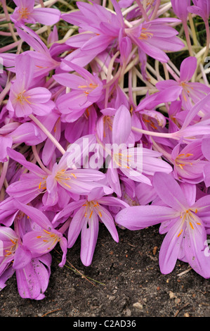 Crocus d'automne (colchicum lilac wonder) Banque D'Images