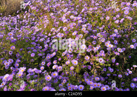 Bushy Aster (Aster dumosus 'lady in Blue') Banque D'Images