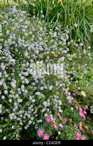 Heath ericoides Aster (Aster 'erlkönig') Banque D'Images