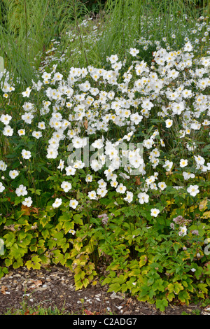 Anemone (Anemone hupehensis japonais var. japonica 'Honorine Jobert') Banque D'Images