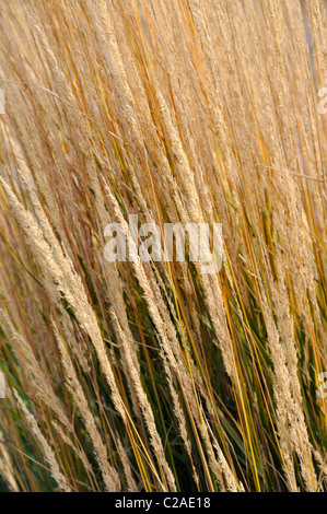 (Calamagrostis calamagrostis x acutiflora 'karl foerster') Banque D'Images