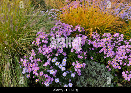 Fontaine naine (herbe pennisetum alopecuroides), bushy Aster (Aster dumosus 'herbstgruss vom bresserhof') et de grands moor grass (molinie arundinacea) Banque D'Images