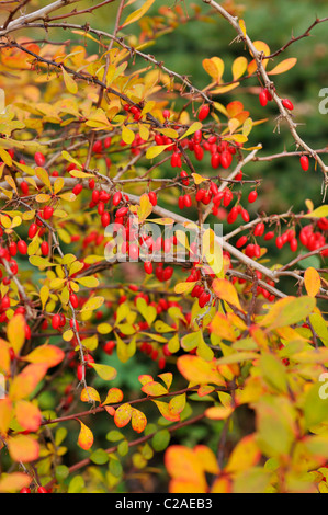 Feuilles pourpre l'épine-vinette (Berberis thunbergii) Banque D'Images