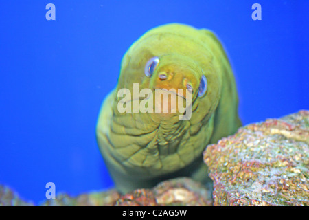 La murène dans l'Aquarium de Floride St. Petersburg Pier Banque D'Images