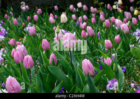 Fleurs tulipes fleurissent dans Richmond, Virginia Banque D'Images