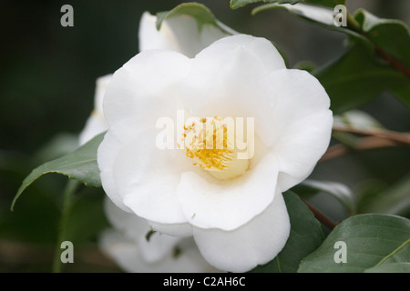 Fleur de magnolia au printemps. Richmond (Virginie) Banque D'Images