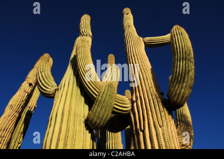 Ironwood Forest National Monument est au nord-ouest de Tucson, en Arizona, dans le désert de Sonora, USA. Banque D'Images