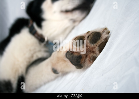 Close up of siberian husky coussinets Banque D'Images