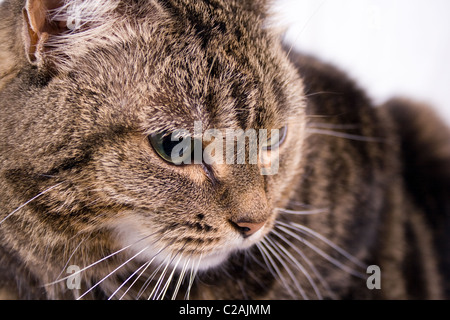 Mackerel Tabby cat face close up Banque D'Images