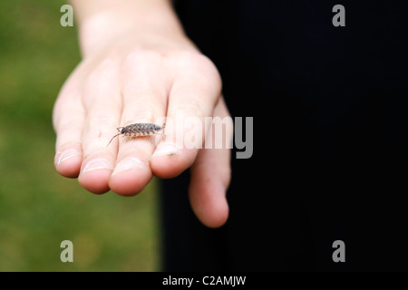 Bug Rolly de ramper sur un petit garçon la main. Banque D'Images