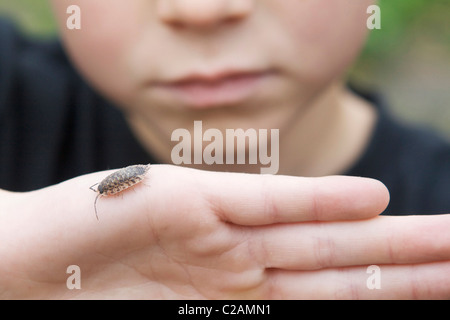 Un petit garçon regarde un bug rolly lentement sur sa main. Banque D'Images