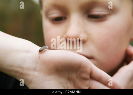 Un petit garçon regarde un bug rolly lentement sur sa main. Banque D'Images