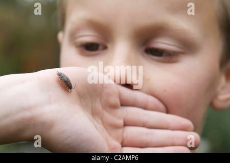 Un petit garçon regarde un bug rolly lentement sur sa main. Banque D'Images