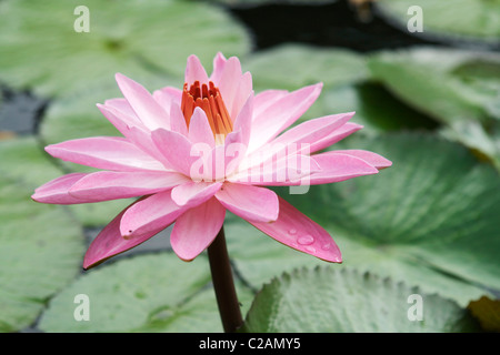 Un spa comme nénuphar rose dans un étang hawaïenne joliment assis au-dessus des nénuphars. C'est nom latin est Nymphaeaceae. Banque D'Images