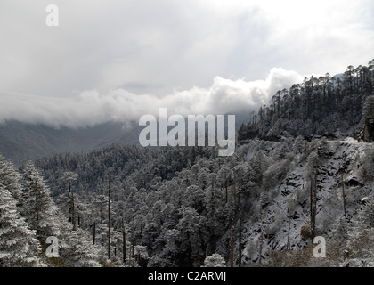 Forêt et route principale dans la neige au Col Thrumshingla, la frontière entre le centre et l'est du Bhoutan Banque D'Images