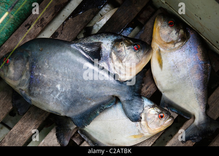 L'Amérique du Sud, Amazone, poisson piranha Banque D'Images