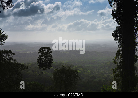 L'Amérique du Sud, Brésil, forêt amazonienne dans l'Etat d'Amapá Banque D'Images