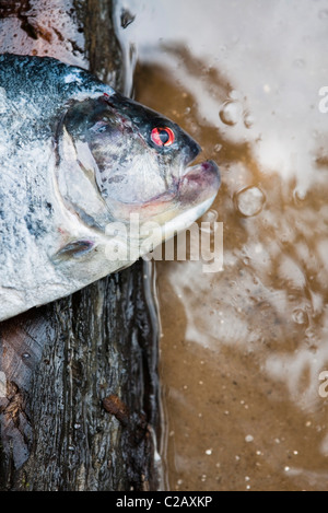 L'Amérique du Sud, Amazone, poisson piranha Banque D'Images