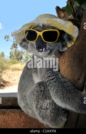 KOALA COOLS OFF AVEC LOLLY un mignon koala conserve au frais dans la canicule - Aussie en léchant sur un lolly. L'autre, nommé Banque D'Images