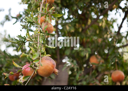 Les grenades growing on tree Banque D'Images