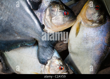 L'Amérique du Sud, Amazone, poisson piranha Banque D'Images