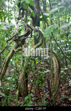 L'Amérique du Sud, de fortifier racine en forêt amazonienne Banque D'Images